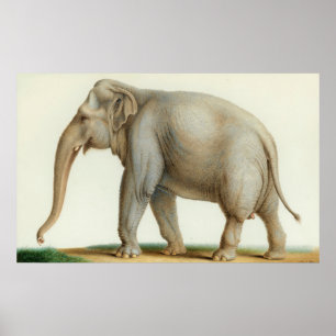 Een Indiaanse olifant van Nicolas Huet de jongste Poster