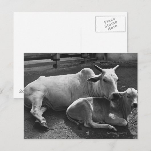 Een Indiase koe en haar kalf liggen in een boerder Briefkaart (Voorkant / Achterkant)