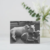 Een Indiase koe en haar kalf liggen in een boerder Briefkaart (Staand voorkant)