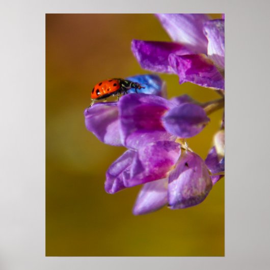 Een insectenleven. poster (Voorkant)