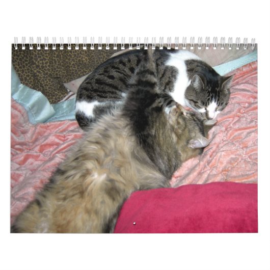 Een jaar kitty katten kalender (Hoes)