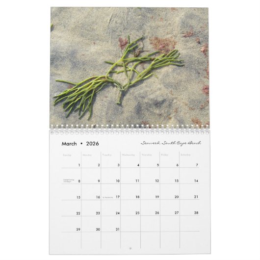 Een jaar op Cape Cod: Dreamflower 2025 Kalender (Mar 2026)