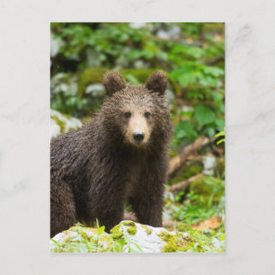 Een jaar oud bruin Beer in Slovenië Briefkaart