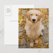 Een jaar oud Golden Retriever, portret Briefkaart (Voorkant / Achterkant)