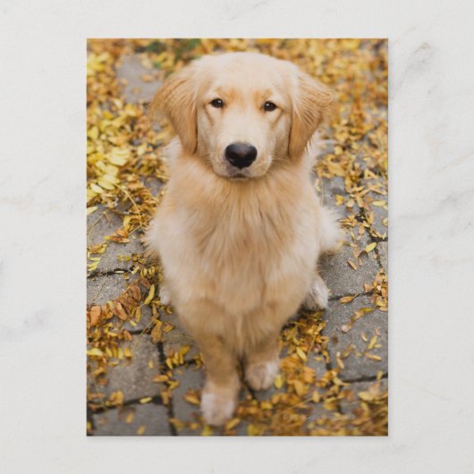 Een jaar oud Golden Retriever, portret Briefkaart (Voorkant)