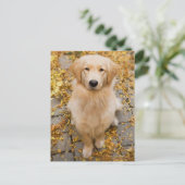 Een jaar oud Golden Retriever, portret Briefkaart (Staand voorkant)