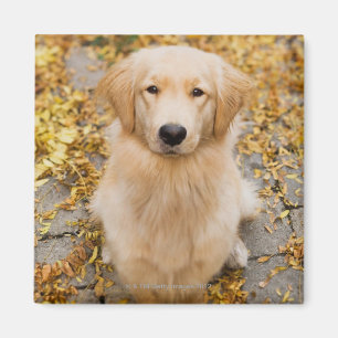 Een jaar oud Golden Retriever, portret Magneet