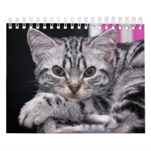 Een jaar waard van Cute Kitten-fotografie Kalender