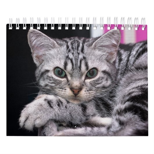 Een jaar waard van Cute Kitten-fotografie Kalender (Hoes)