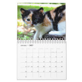 Een jaar waard van Cute Kitten-fotografie Kalender (Jan 2027)