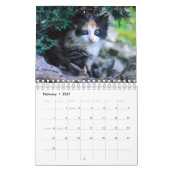 Een jaar waard van Cute Kitten-fotografie Kalender (Feb 2027)