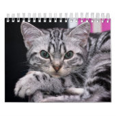 Een jaar waard van Cute Kitten-fotografie Kalender (Hoes)