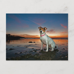 Een Jack Russell-meetband Brighton Beach Briefkaart
