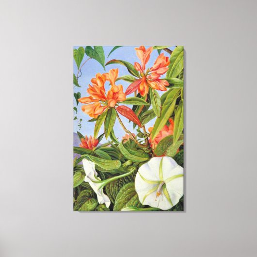 Een Javaanse Rododendron en Ipomoea Canvas Afdruk (Voorkant)