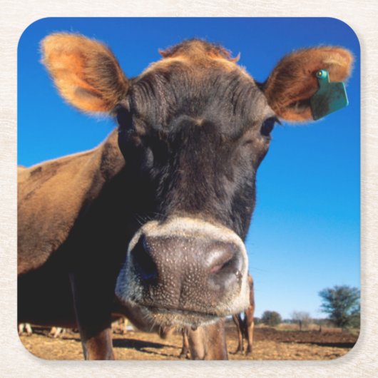 Een Jersey-koe die nieuwsgierig is Kartonnen Onderzetters (Voorkant)