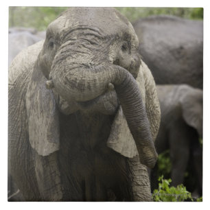 Een jonge Afrikaanse olifant (Loxodonta africana) Tegeltje