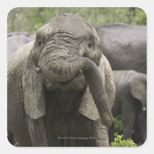 Een jonge Afrikaanse olifant (Loxodonta africana) Vierkante Sticker