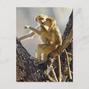 Een jonge gele baviaan (Papio cynocephalus) Briefkaart