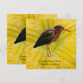 Een jonge Groene Reiger (Butorides virescens) (Voorkant / Achterkant)