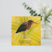 Een jonge Groene Reiger (Butorides virescens) (Staand voorkant)