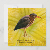 Een jonge Groene Reiger (Butorides virescens) (Achterkant)