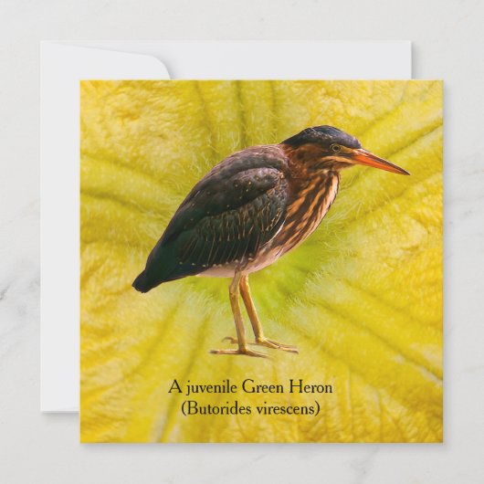 Een jonge Groene Reiger (Butorides virescens) (Voorkant)