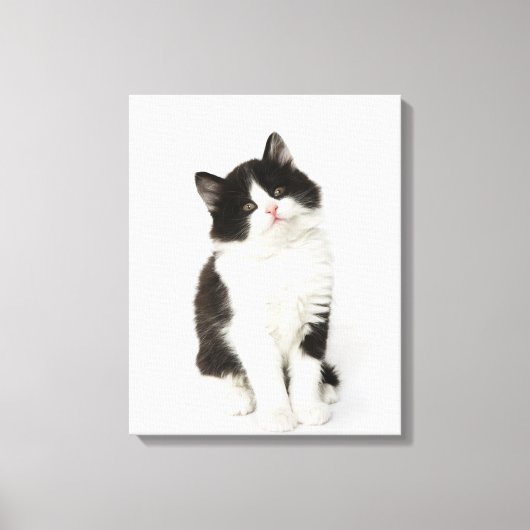 Een jonge kitten die in de camera kijken canvas afdruk (Voorkant)
