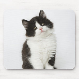 Een jonge kitten die in de camera kijken. muismat