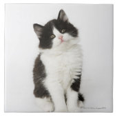 Een jonge kitten die in de camera kijken tegeltje (Voorkant)