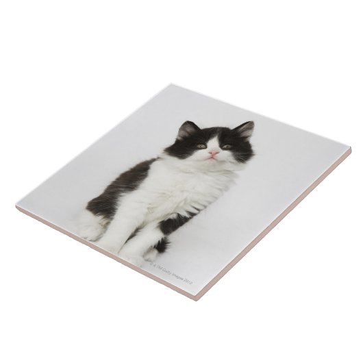 Een jonge kitten die in de camera kijken tegeltje (Zijkant)