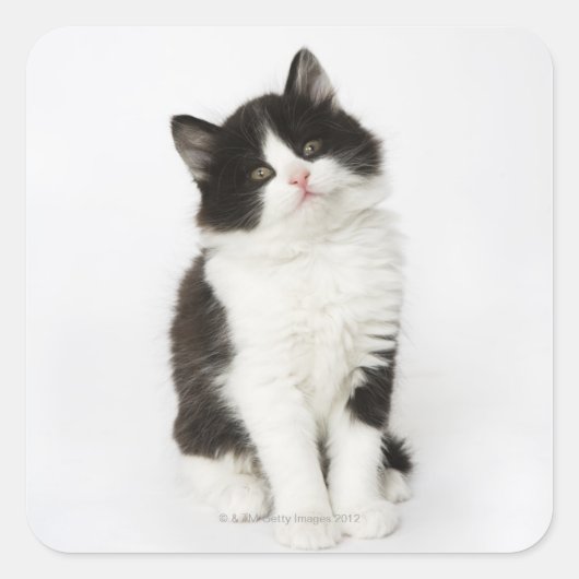 Een jonge kitten die in de camera kijken vierkante sticker (Voorkant)