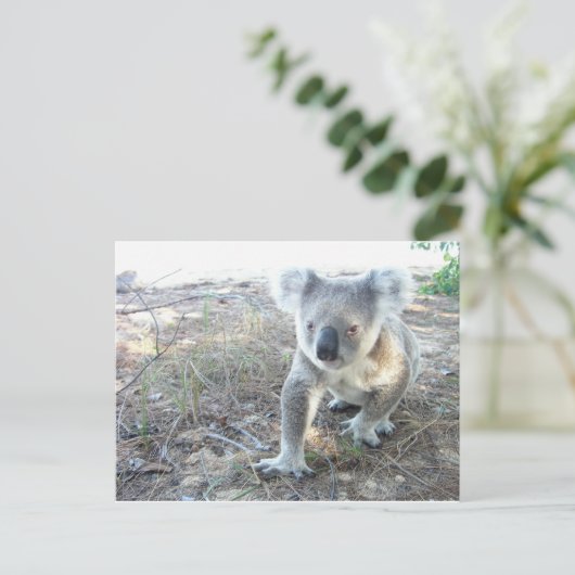 Een jonge koala die op het strand loopt briefkaart (Staand voorkant)