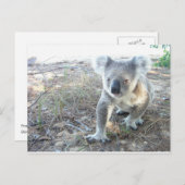 Een jonge koala die op het strand loopt briefkaart (Voorkant / Achterkant)