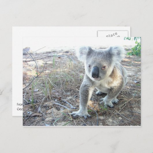 Een jonge koala die op het strand loopt briefkaart (Voorkant / Achterkant)