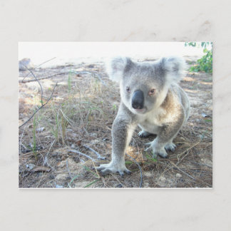 Een jonge koala die op het strand loopt briefkaart