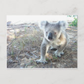 Een jonge koala die op het strand loopt briefkaart (Voorkant)