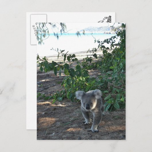 Een jonge koala loopt op het strand briefkaart (Voorkant / Achterkant)