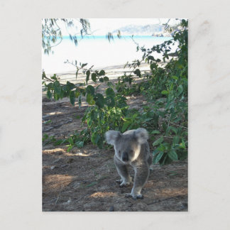 Een jonge koala loopt op het strand briefkaart
