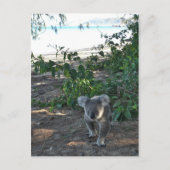 Een jonge koala loopt op het strand briefkaart (Voorkant)