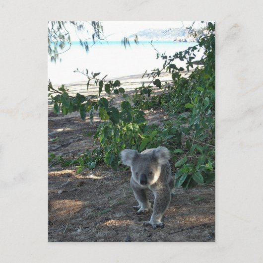 Een jonge koala loopt op het strand briefkaart (Voorkant)