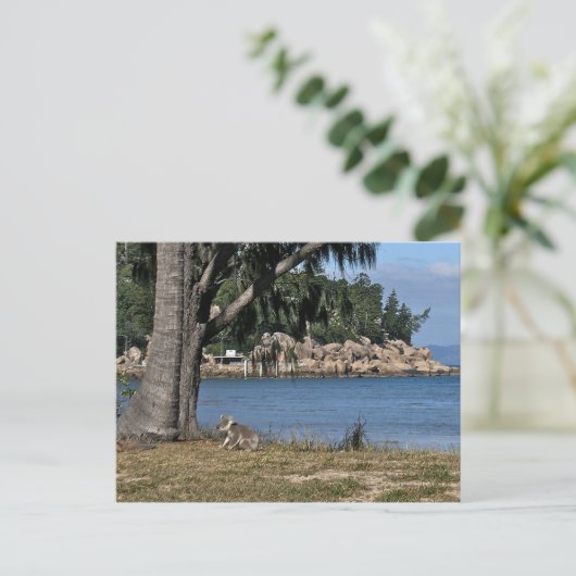 Een jonge koala op het strand briefkaart (Staand voorkant)