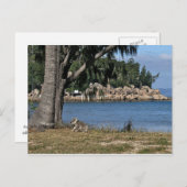 Een jonge koala op het strand briefkaart (Voorkant / Achterkant)