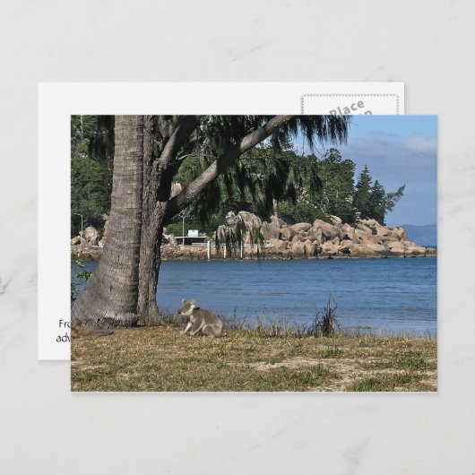 Een jonge koala op het strand briefkaart (Voorkant / Achterkant)