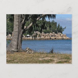 Een jonge koala op het strand briefkaart