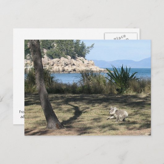 Een jonge koala op het strand briefkaart (Voorkant / Achterkant)