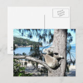 Een jonge koala zit in een boom bij het strand briefkaart (Voorkant / Achterkant)