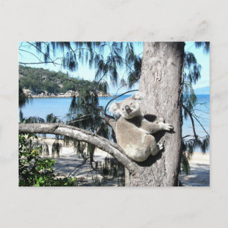 Een jonge koala zit in een boom bij het strand briefkaart