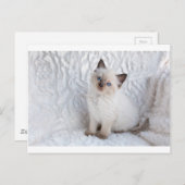 Een jonge ragdolkat zit op de stoel briefkaart (Voorkant / Achterkant)