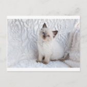 Een jonge ragdolkat zit op de stoel briefkaart (Voorkant)