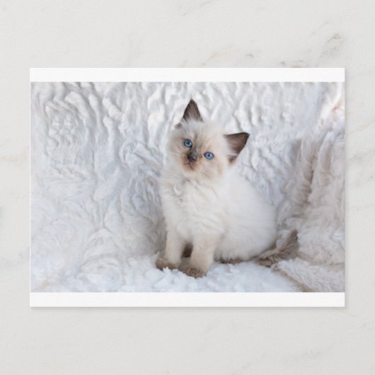 Een jonge ragdolkat zit op de stoel briefkaart (Voorkant)